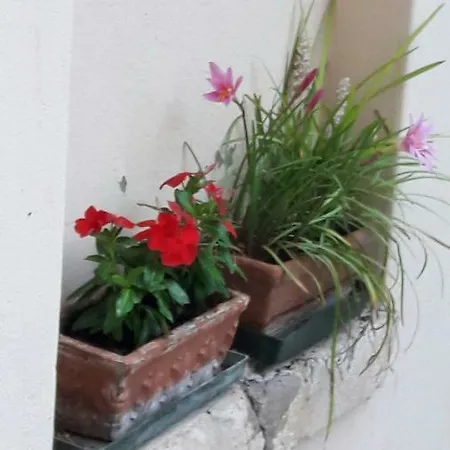 Macri Montagnana (Veneto)