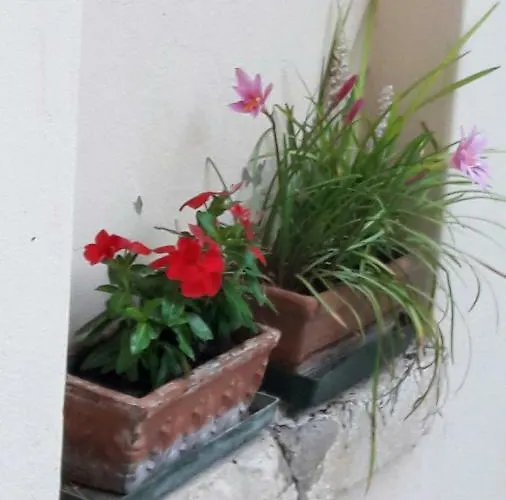 Macri Montagnana (Veneto)